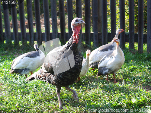 Image of Turkey with neck extended closeup