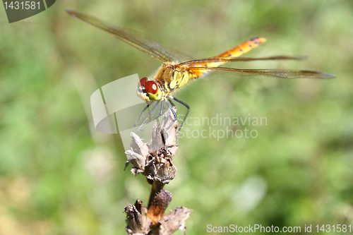 Image of Dragonfly