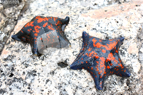 Image of Starfish