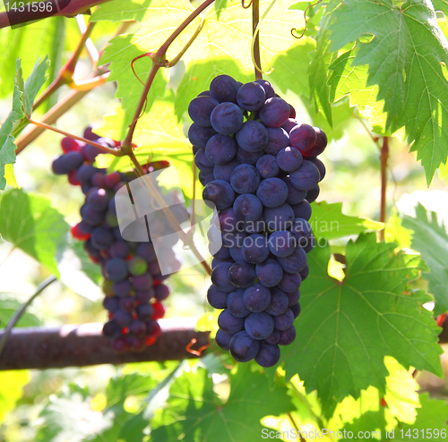 Image of Blue grape cluster with leaves