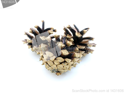 Image of Pine cones