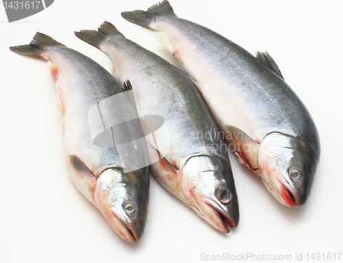 Image of Fresh fish