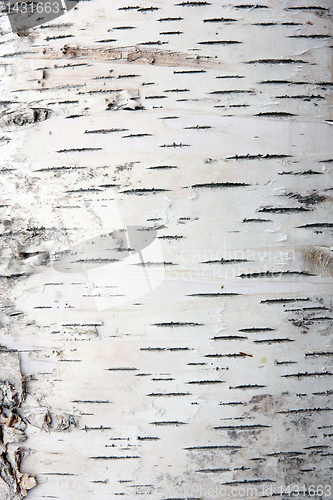 Image of bark of birch in the cracks texture