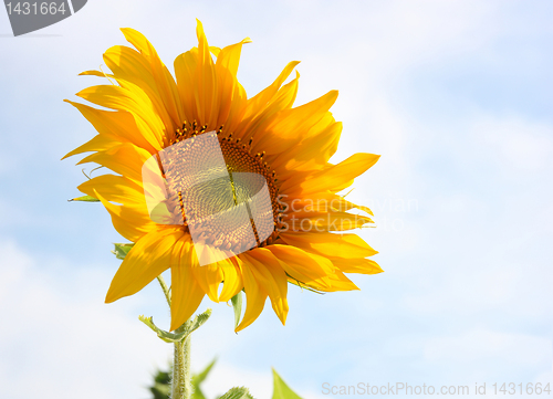 Image of Beautiful sunflower against blue sky