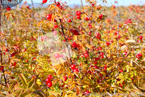 Image of Red dogrose in the autumn