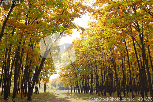 Image of Beautiful autumn time