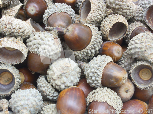 Image of Autumn acorns