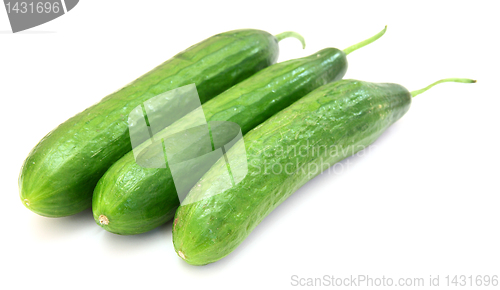 Image of The fresh green cucumber 