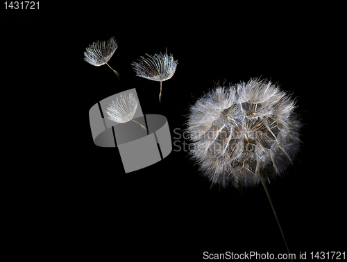 Image of dandelion