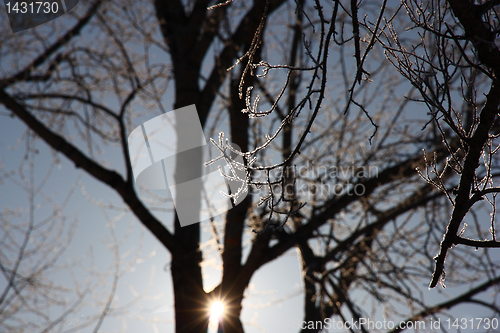 Image of Tree branches covered with hoarfrost