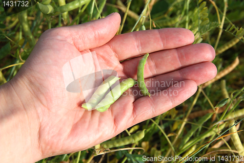 Image of Human hands pouring soy beans after harvest