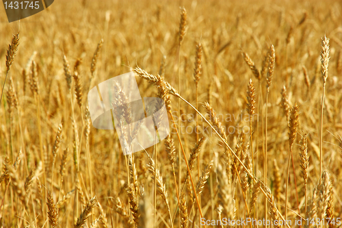 Image of Yellow grain ready for harvest growing in a farm field