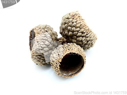 Image of acorns on the white background