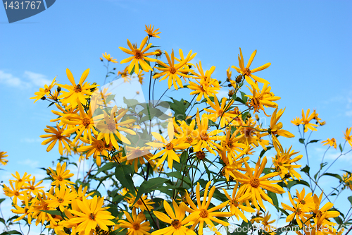 Image of Yellow flowers