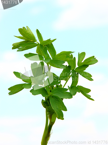 Image of fresh leaf herb parsley  on sky