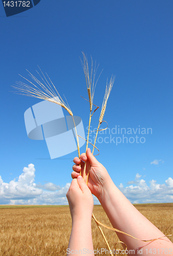 Image of hand holding ears of wheat against blue sky
