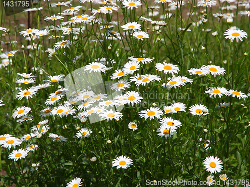 Image of field of daisy flowers