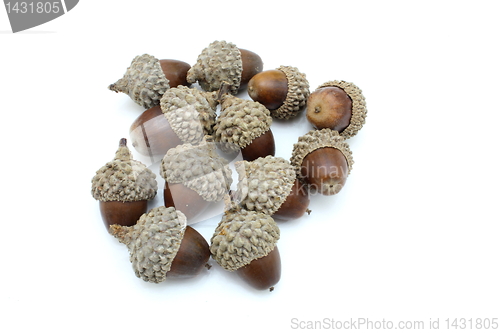 Image of Three acorns on a white.