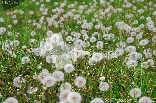 Image of Summer  field  of  dandelions flowers