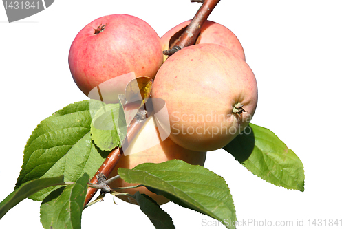 Image of Apples on a branch