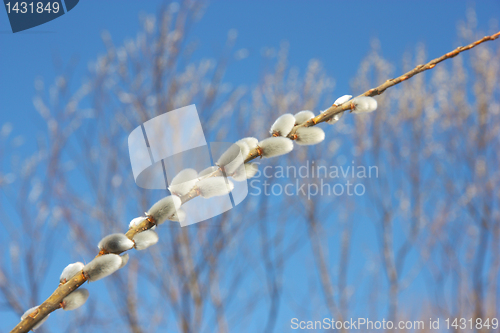 Image of willow branch against the blue sky 