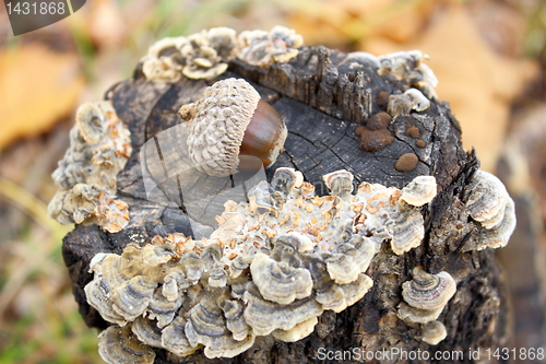 Image of Autumn acorns