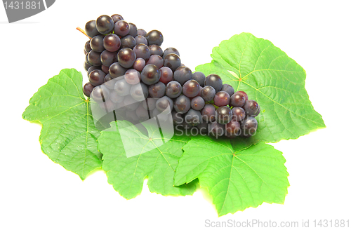 Image of Blue grape with green leaf, isolated on white background