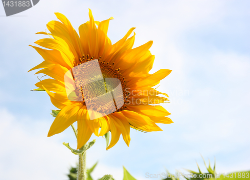 Image of Beautiful sunflower against blue sky