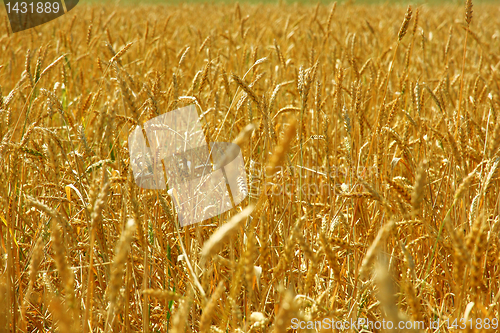 Image of Yellow grain ready for harvest growing in a farm field