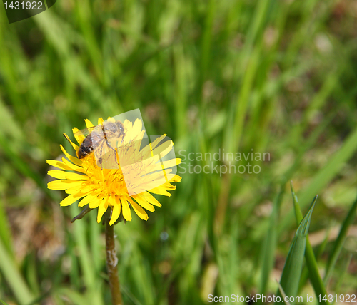 Image of macro bee on yellow dandelion flower