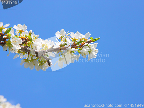 Image of apple blossom close-up. White flowers