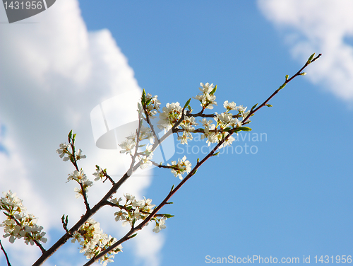 Image of apple blossom close-up. White flowers