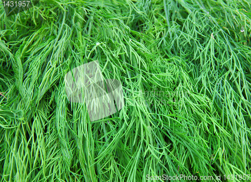 Image of Fresh green dill