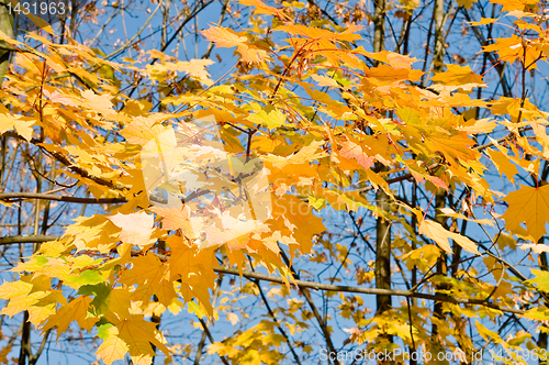 Image of maple Leaves