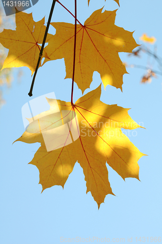 Image of maple Leaves