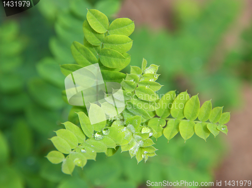 Image of Close up of water drops on fresh green leaves.