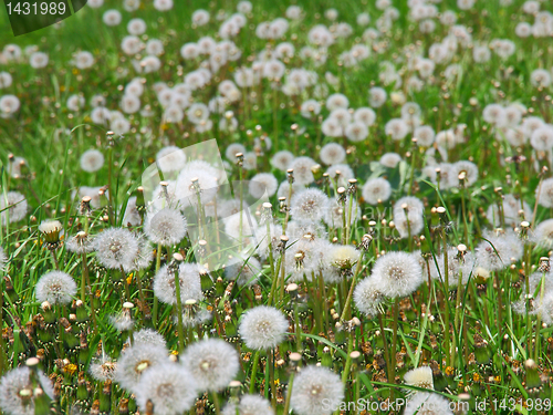 Image of Summer  field  of  dandelions flowers