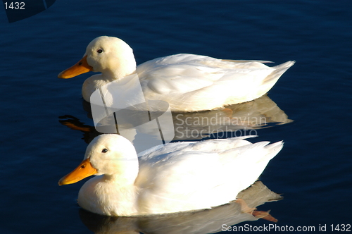 Image of White Birds