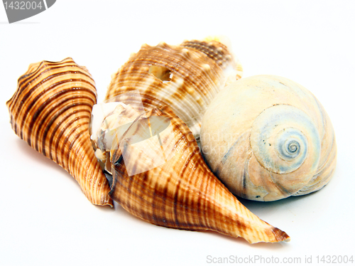 Image of Sea shell with reflection on white background