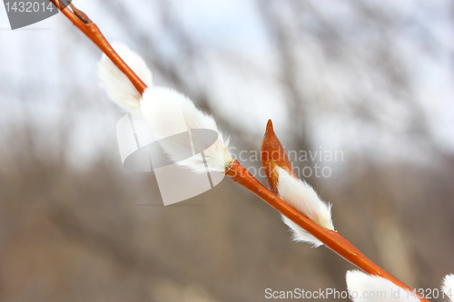 Image of Pussy willow