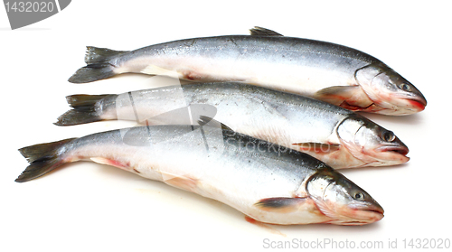 Image of Fresh fish