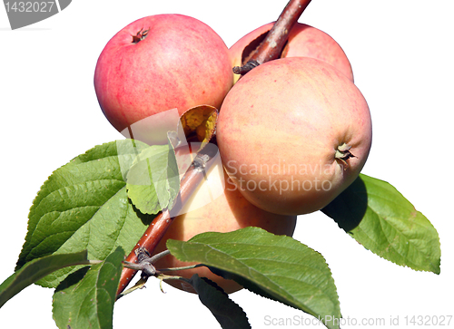 Image of Apples on a branch