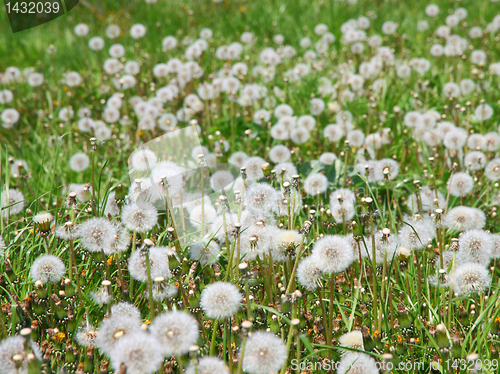 Image of Summer  field  of  dandelions flowers