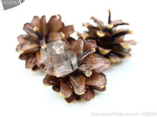 Image of Pine cones 