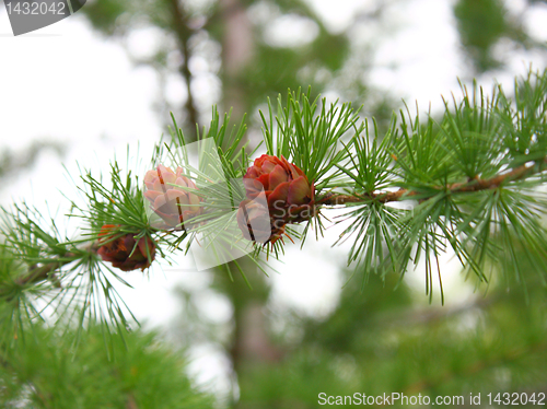 Image of Branches of a pine with cones