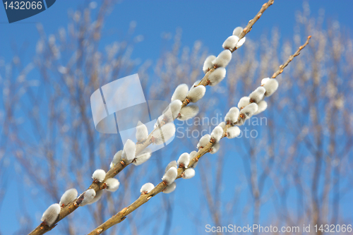 Image of willow branch against the blue sky 