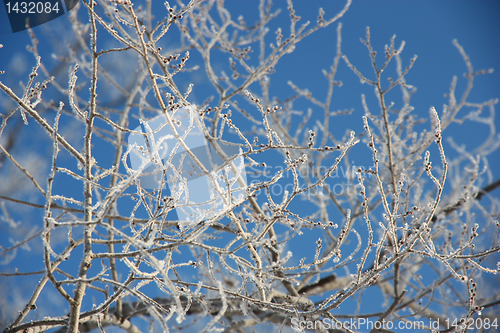 Image of Tree branches covered with hoarfrost 