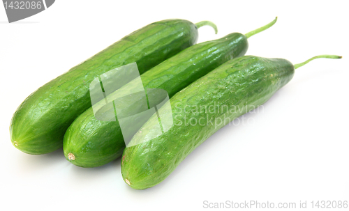 Image of The fresh green cucumber 