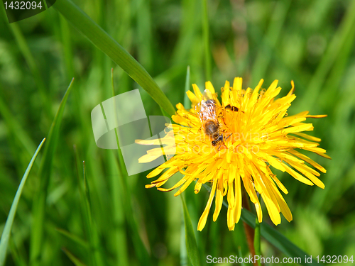 Image of macro bee on yellow dandelion flower