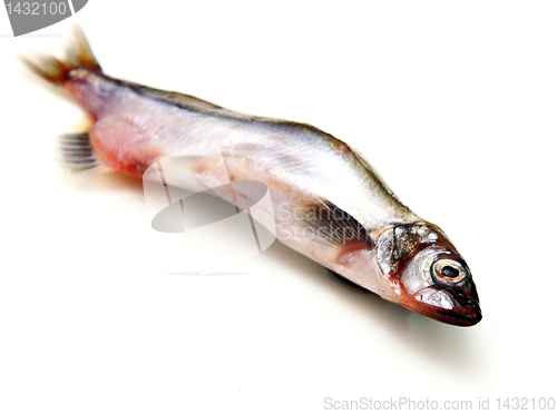 Image of Capelin fish isolated on the white background